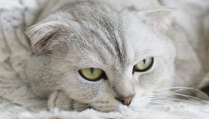 爱游戏正版-保利斯塔季中引援助力球队，巴西保利斯塔锦标赛篮球