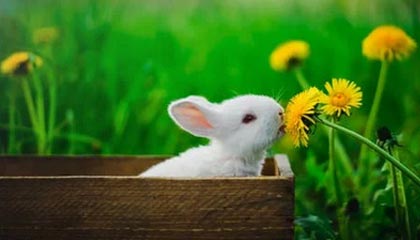 爱游戏线上-山西汾酒球队新战术体系见成效，山西汾酒球员名单