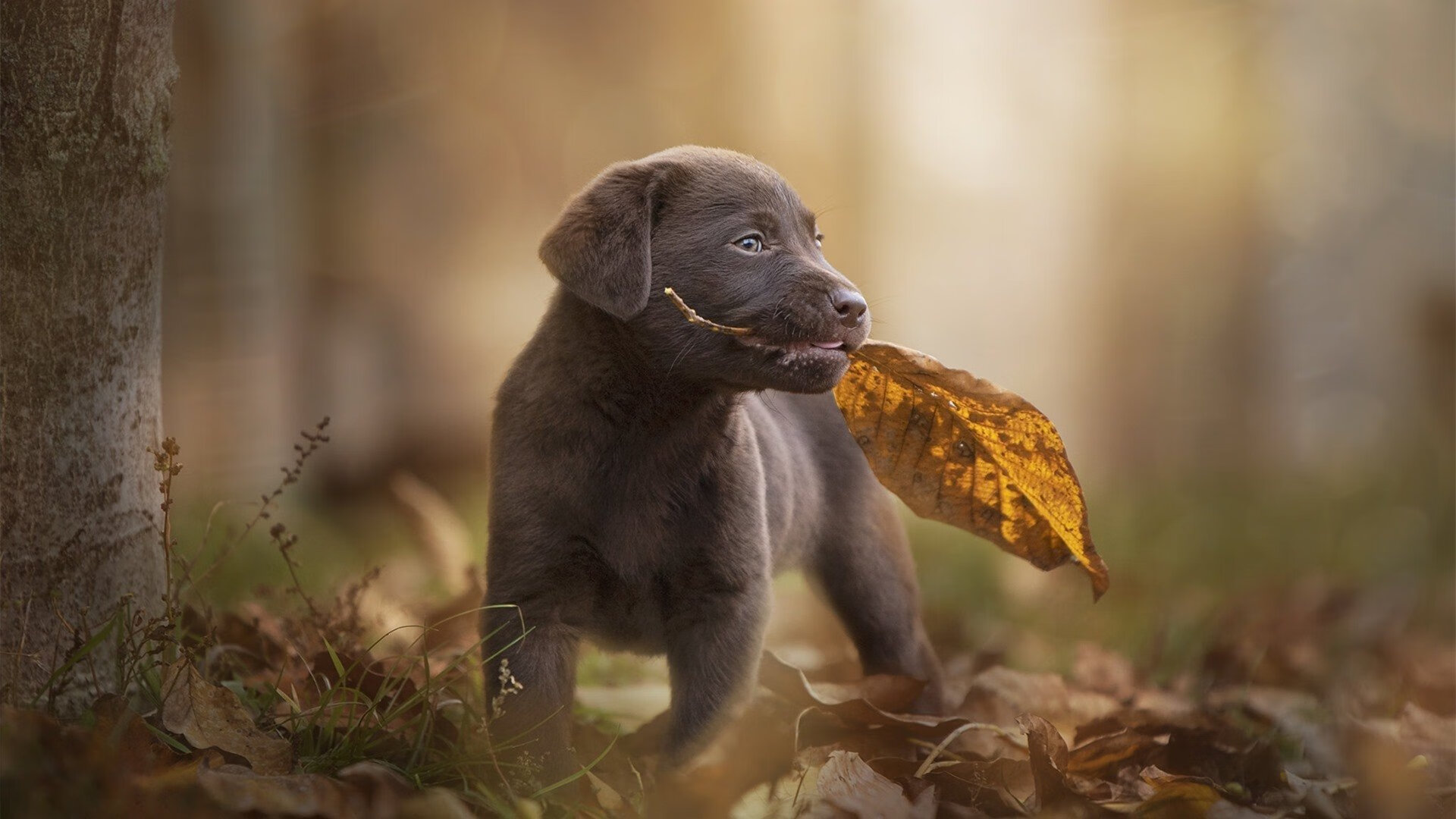 西班牙女足在世界杯决赛中1-0击败英格兰夺冠,西班牙 女足
