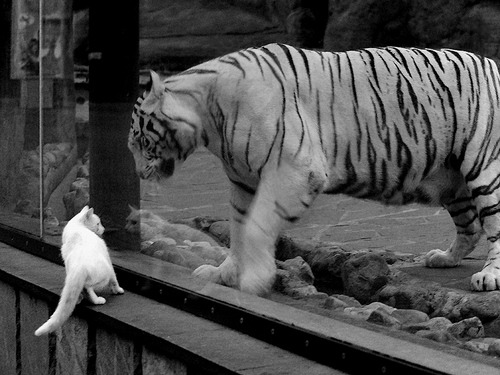 国米主场大胜亚特兰大，洛卡特利梅开二度，国米vs亚特兰大首发