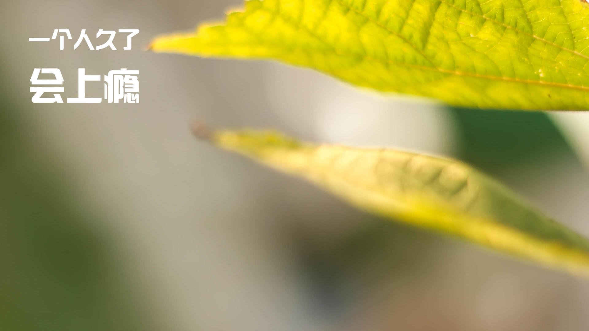 拉齐奥客场-战胜萨索洛，因莫比莫尔梅开二度，拉齐奥vs萨索洛预测