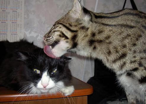 全国青少年趣味障碍挑战赛创造佳话，少儿障碍挑战赛