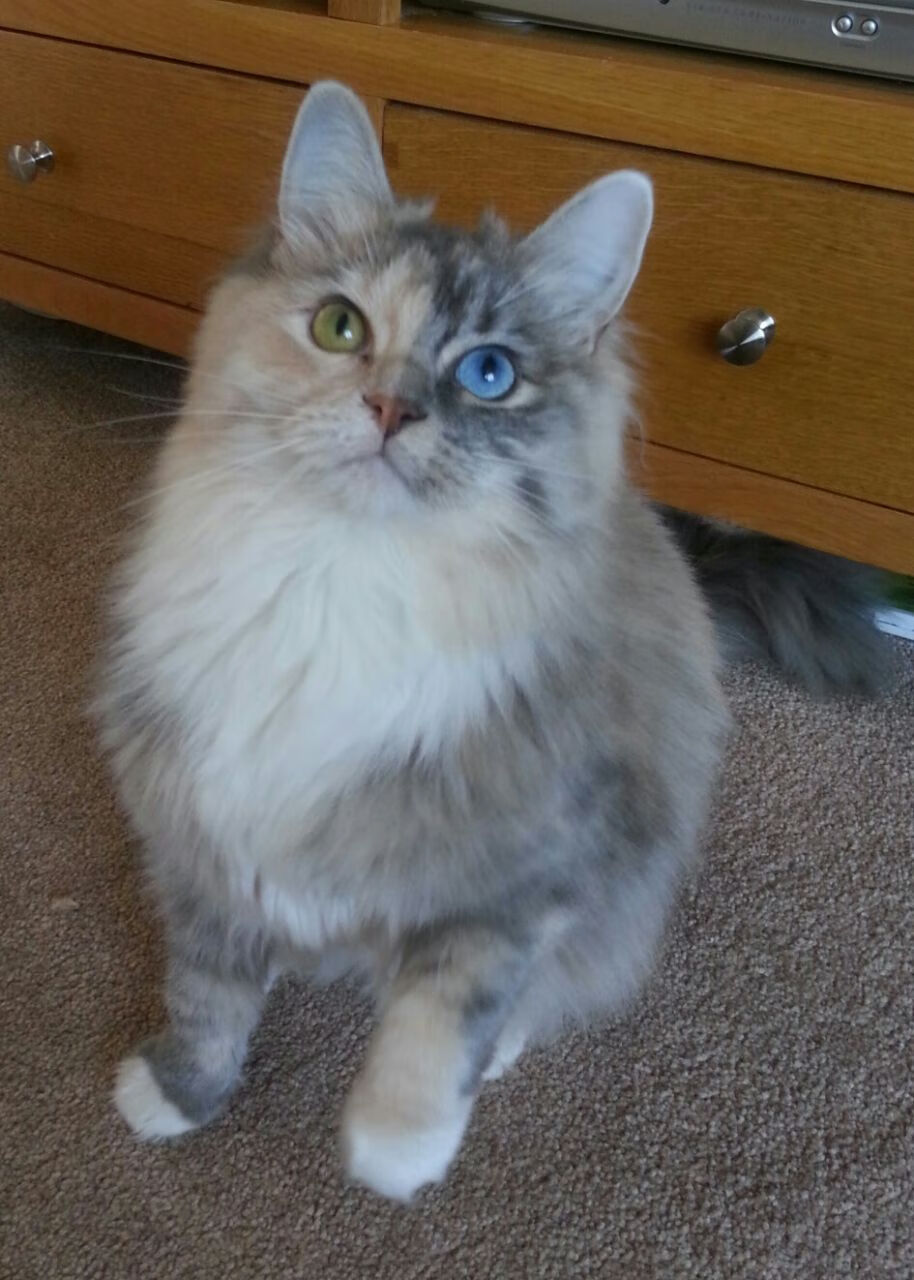 校园体育竞赛文化氛围建设策略，学校开展体育竞赛活动的作用