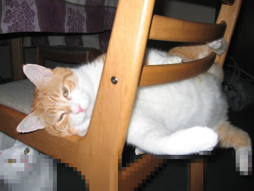 体育新闻中心启动体育内容原创人才培养项目，体育新闻招聘