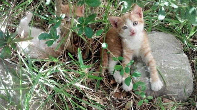 冠军划水幅度与水面高度完美契合，划水冠军表情包