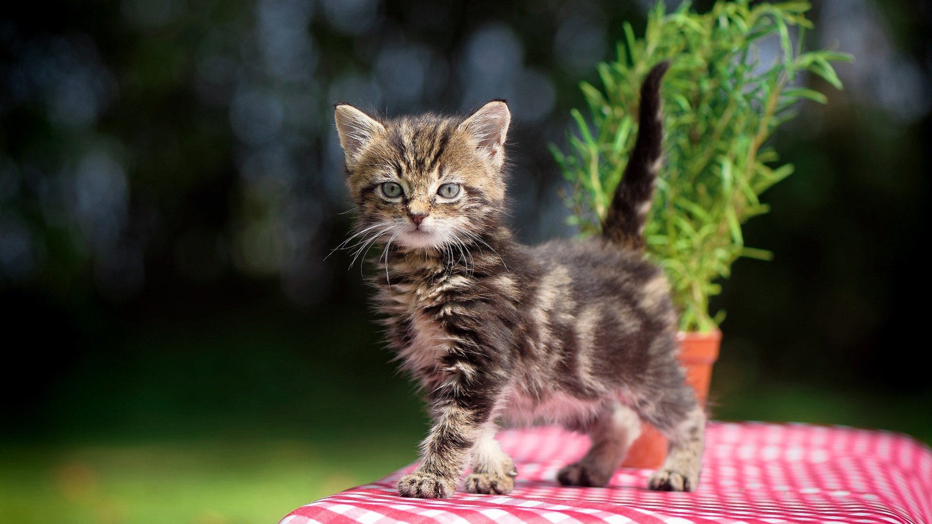 博卡433阵型被拜仁多点突破瓦解,博卡历年球衣