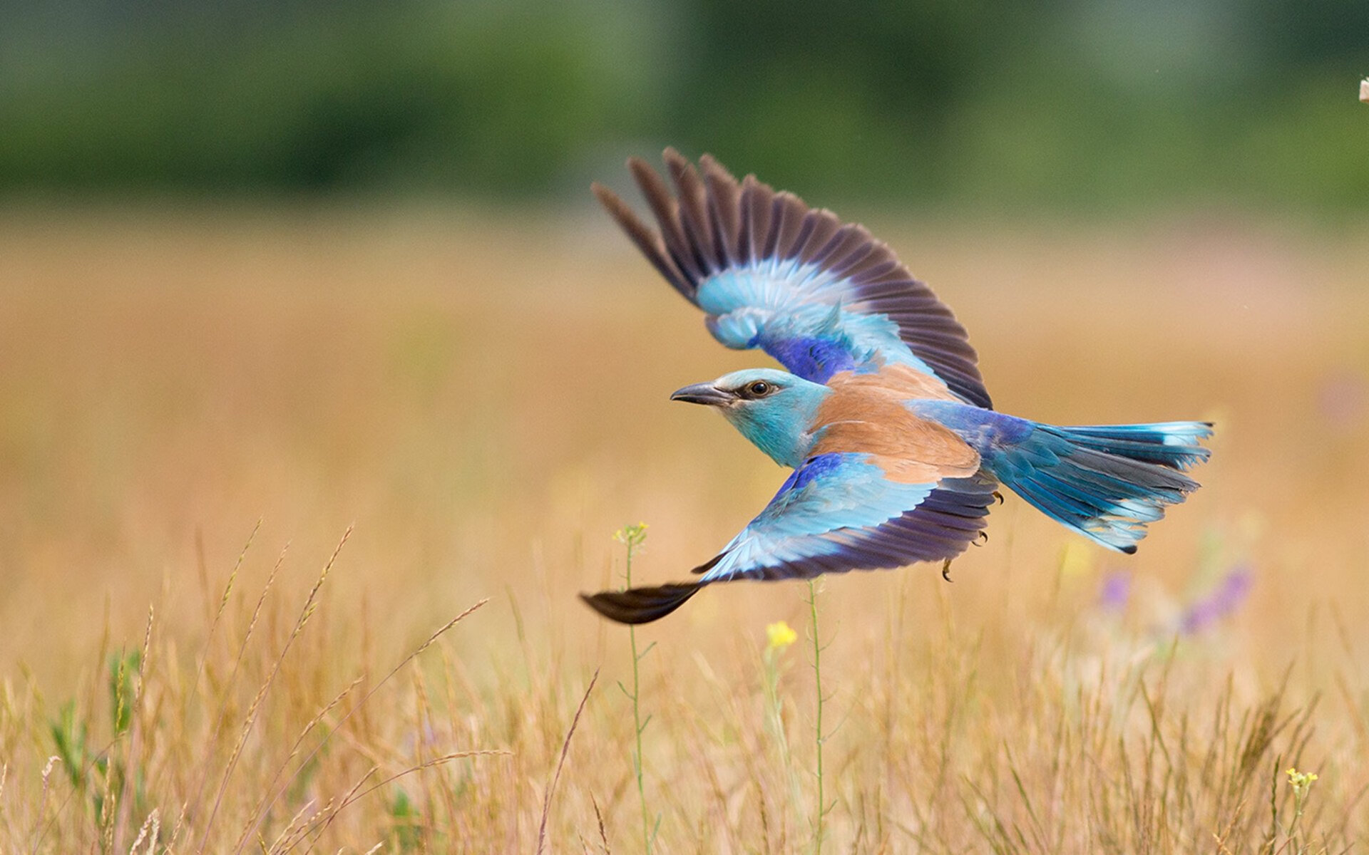 爱游戏娱乐平台-北京鸭通过内部模拟赛检验阵容深度，北京鸭子