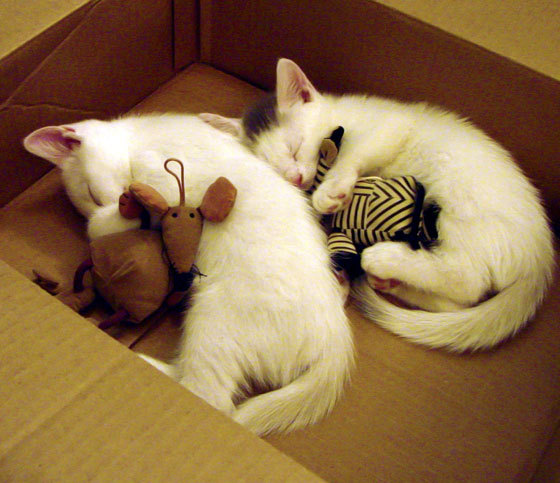 国际乒联混合团体世界杯:德国队未来是否能打破历史局限,乒乓球团体赛德国阵容